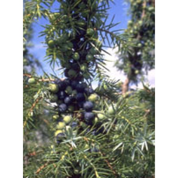 MSA Juniperus Communis 50 ml - Integratore Alimentare