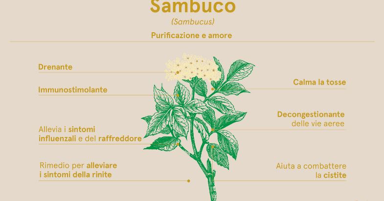 sambuco proprietà